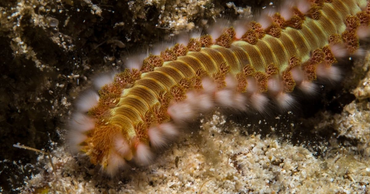 Bristle Worms: Do They Eat Hermit Crabs? Are They Harmful or Beneficial?