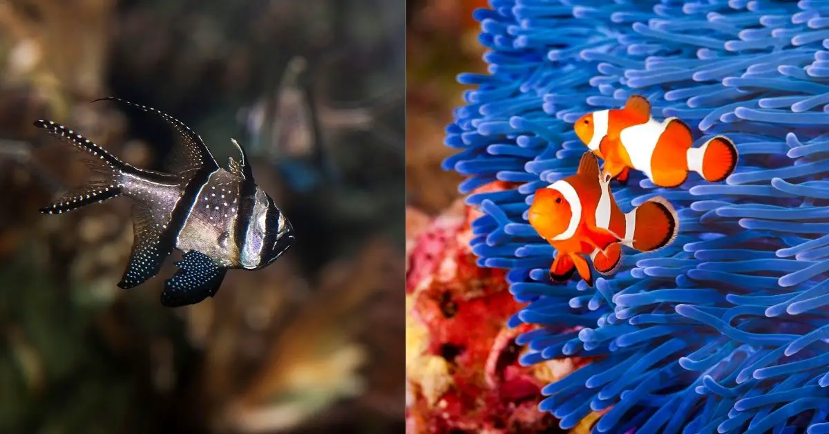 Can Banggai Cardinal Fish Live with Clownfish?