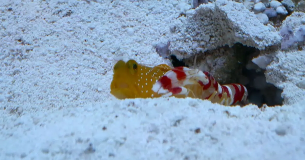 Diamond Goby and Pistol Shrimp: the Relationship Between These Two