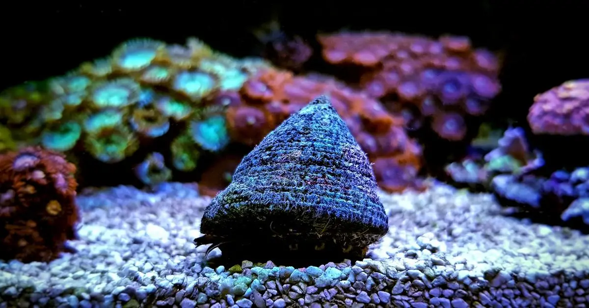 What Causes Snails to Die in a Saltwater Tank?