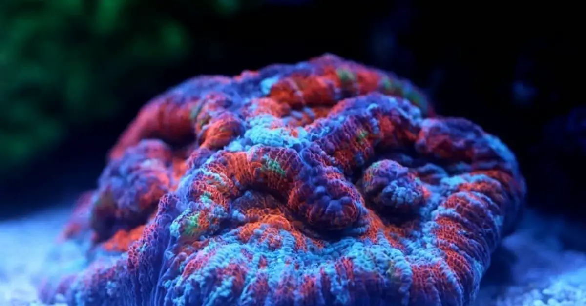 Wilsoni Coral Care: Placement, Lighting, and Feeding