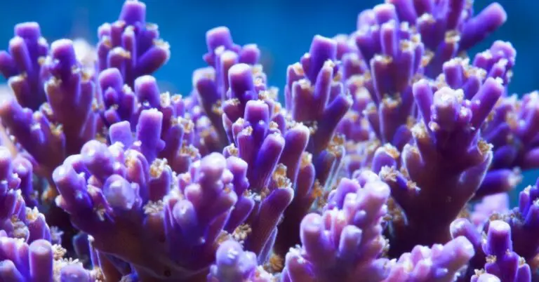 ARC Fireworks Acropora: Care, Feeding, Water Conditions & Diseases