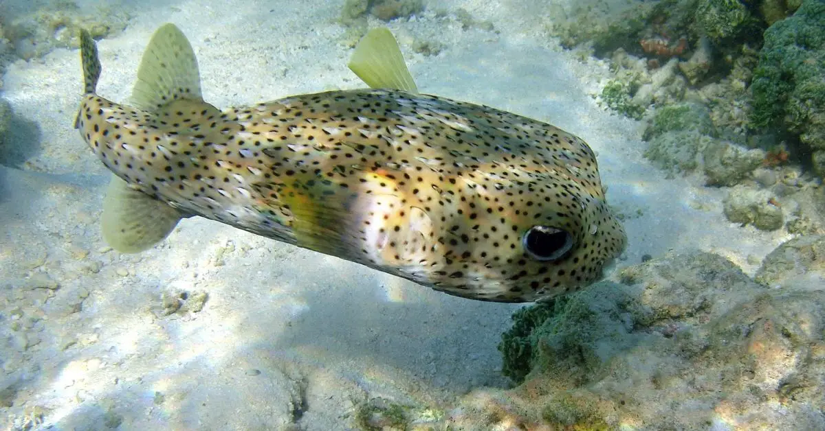 Are puffer fish reef safe? - Reef Keeping World