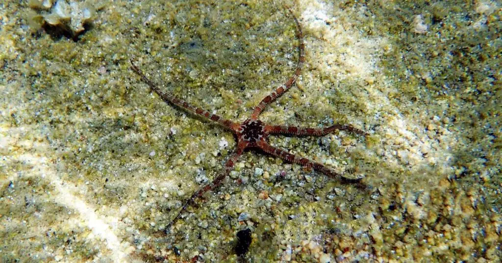 Banded Serpent Starfish (Banded Brittle Star)