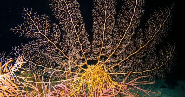 Basket starfish: care, food, and facts - Reef Keeping World