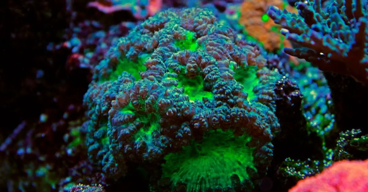 5 Best Corals for Fragging, and Easy to Care - Reef Keeping World