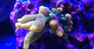 Chicago Sunburst Anemone Care - Reef Keeping World
