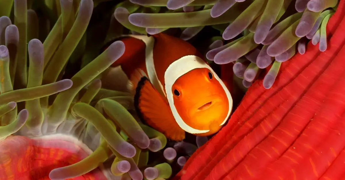 Clownfish Fin Rot: What Does It Look Like, and How to Cure It?