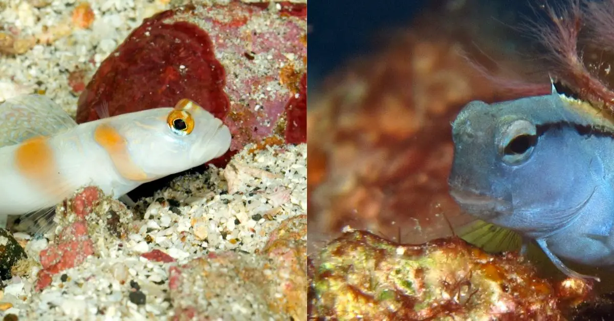 The Compatibility of Blennies and Gobies