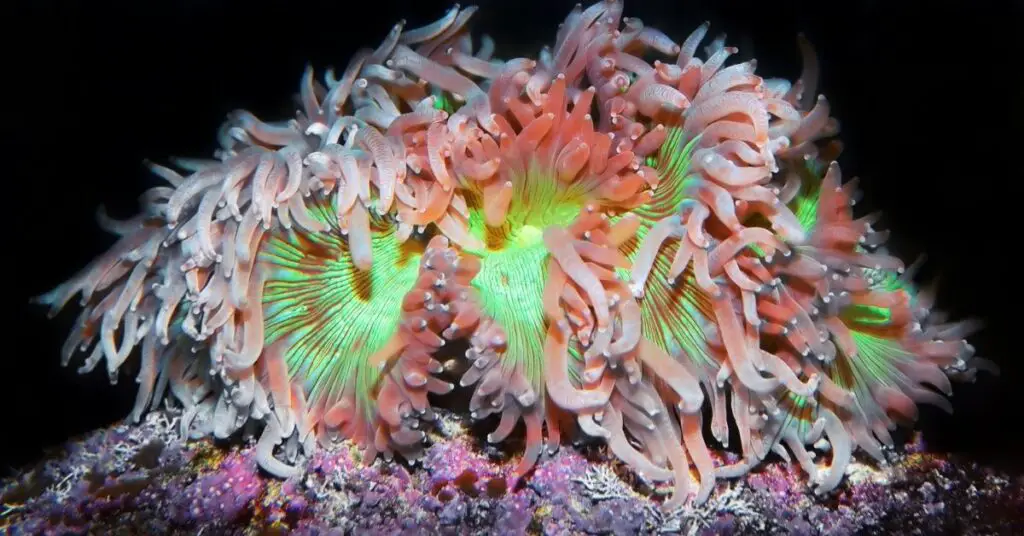 Elegance coral