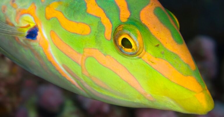 Formosa Wrasse - Queen Coris Care - Reef Keeping World