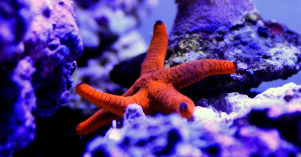 Fromia Starfish (Black Spotted Starfish)