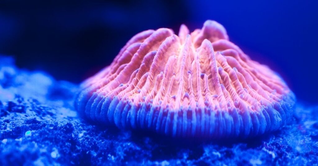 Fungia Coral