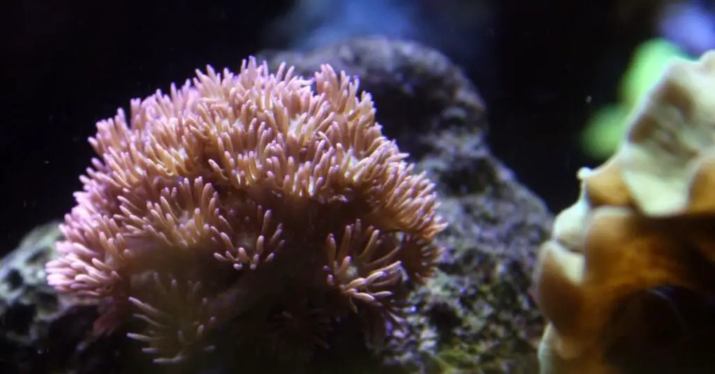 Goniopora - Flowerpot Coral