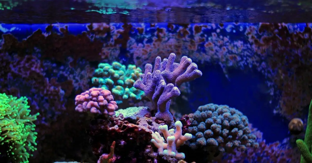 Coral Growth - How Long Does It Take? Speed Up Coral Growth with Food