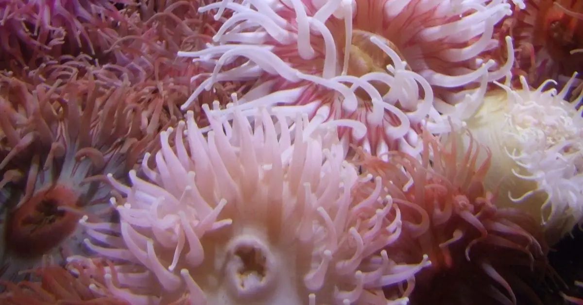 How Long Does It Take for a sea Anemone to Split?