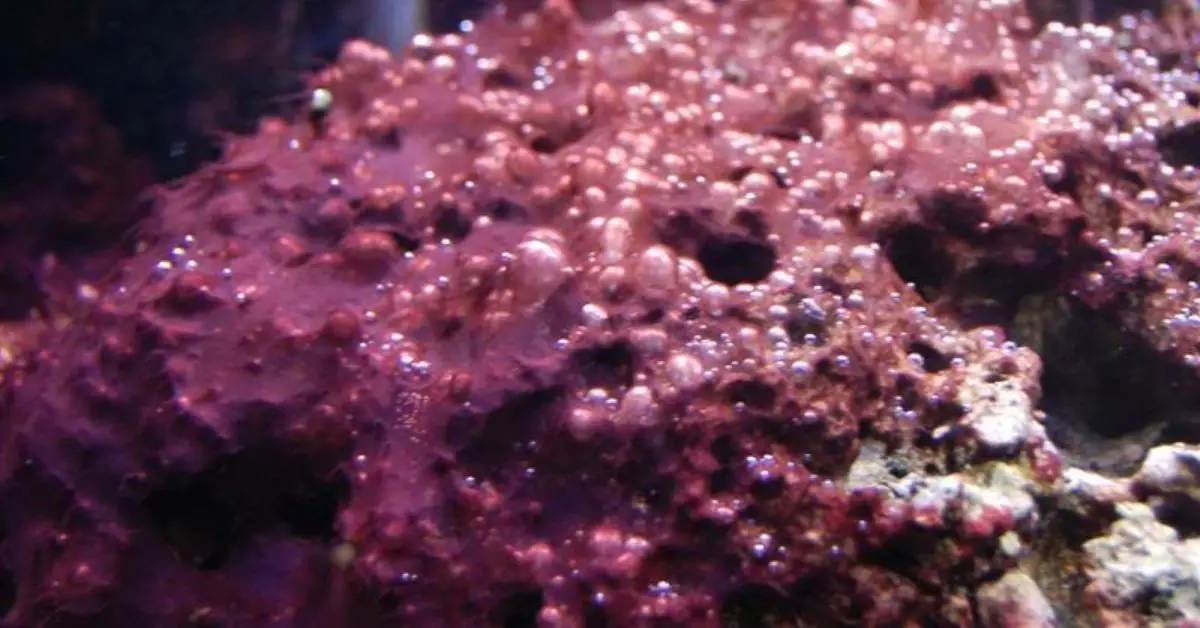 How to Get Rid of Red Bubble Algae in a Reef Tank