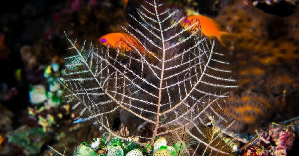 Hydroids in Reef Tank Identify Them, and How to Get Rid of Them?