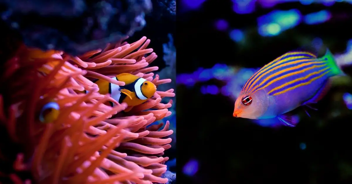 Keeping six-line wrasse, and clownfish, will they get along in the same tank?