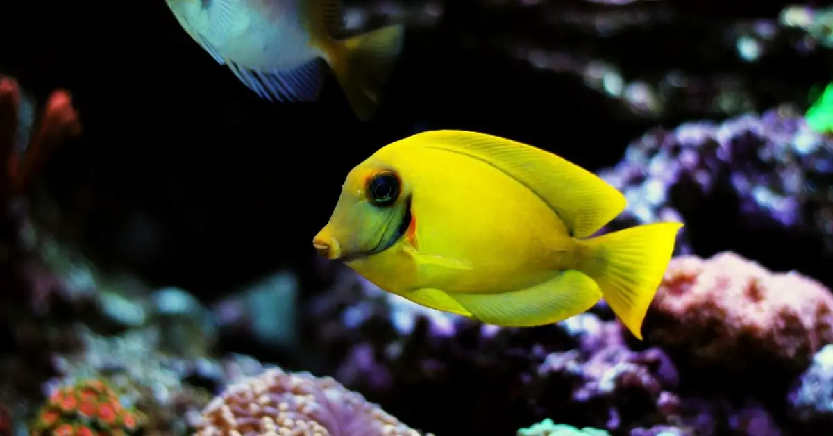 Are Lemon Peel Angelfish Reef Safe?