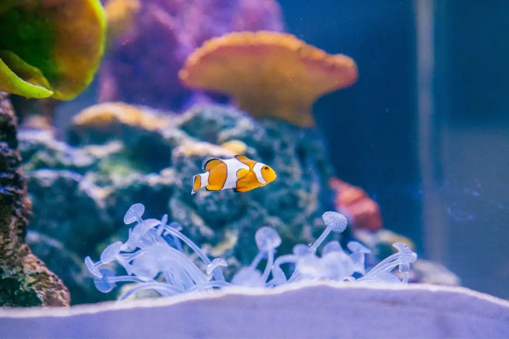 Reef Keeping World, Clown Fish