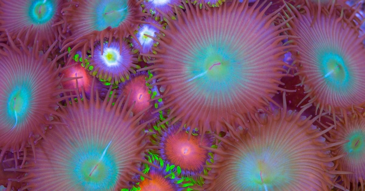 Best Corals for Sandbed, 5 Examples, and How to Place Them