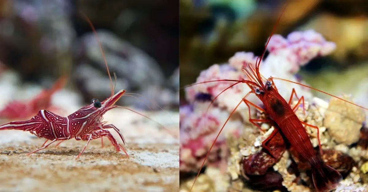 Peppermint Shrimp vs Camel Shrimp: 7 Differences That You Need to Know!