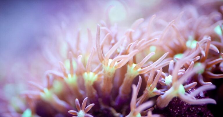 Pink Star Polyps: Care, Lighting, Water Flow and Placement - Reef