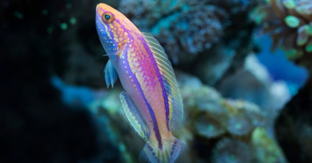Pintail Fairy Wrasse Care Reef Keeping World