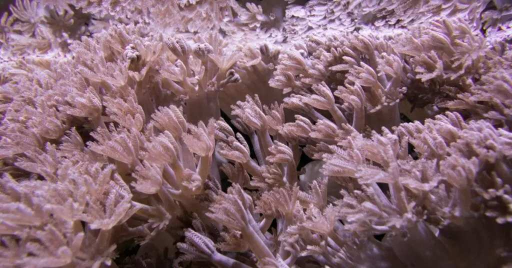 Pumping Xenia coral - Pulse coral