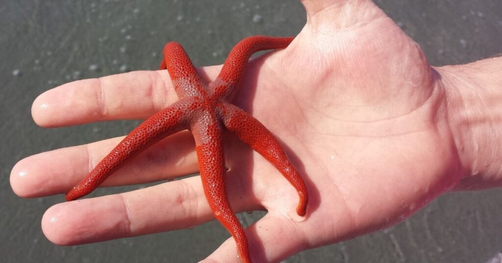Red Linckia Starfish (spotted Linckia, multicolor sea star)