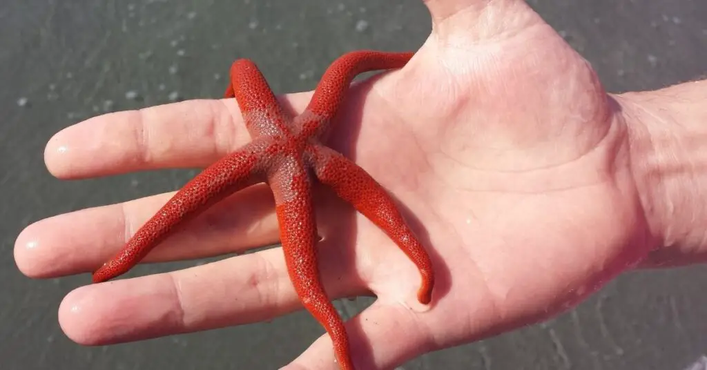 Red Linckia Starfish (spotted Linckia, multicolor sea star)