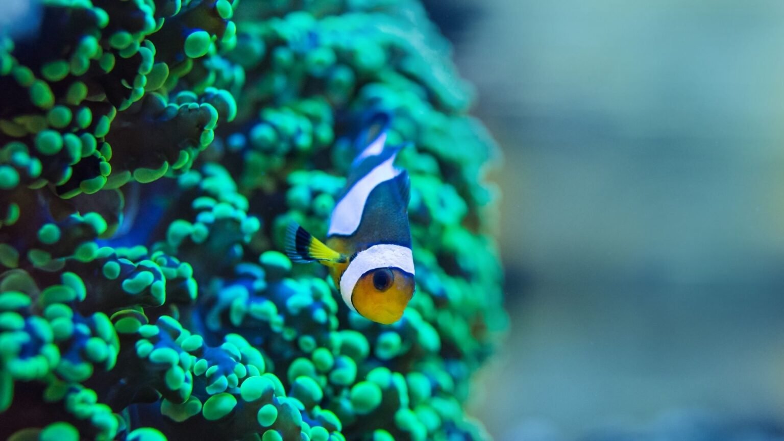 Reef Keeping World Reef Keeping World