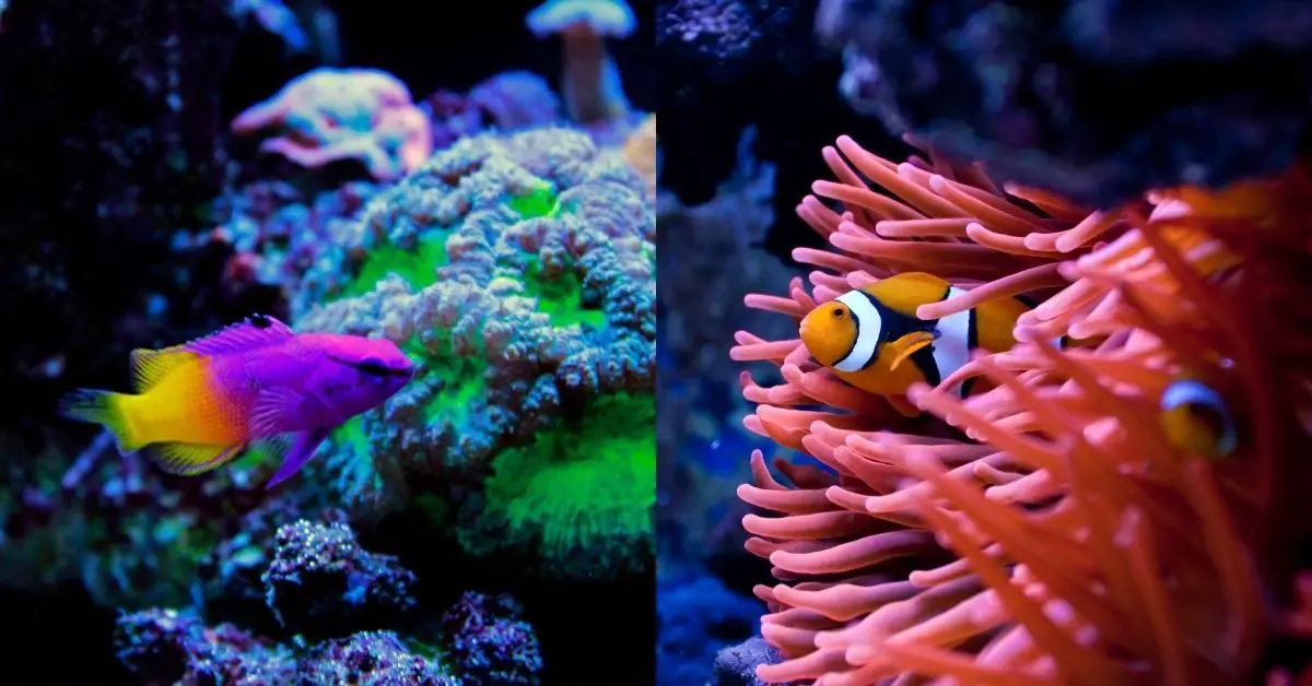 Royal gramma and clownfish compatibility