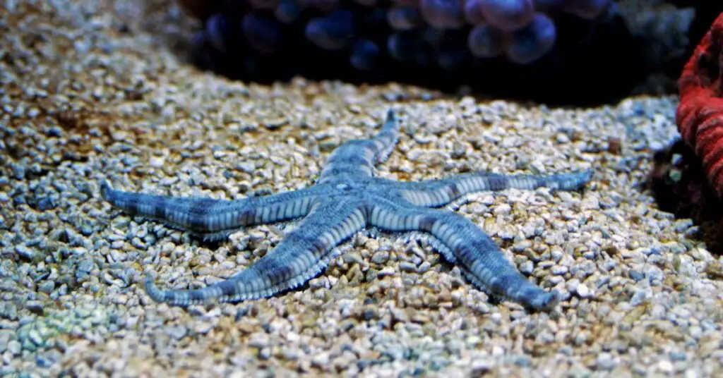 Comb Starfish (Sand Sifting)