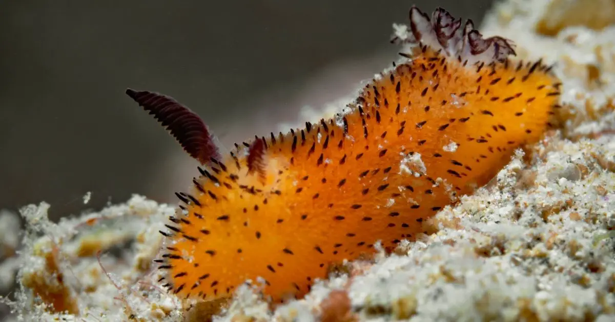 Can You Keep Sea Bunnies (Jorunna Parva) as Pets?