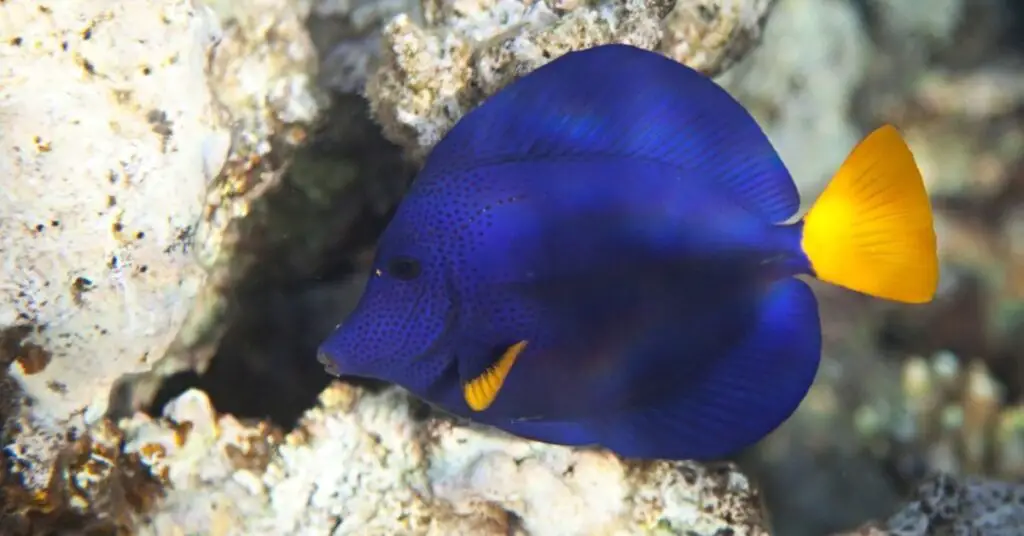 Small tang fish swimming