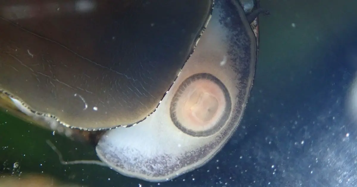 Stomatella Snail