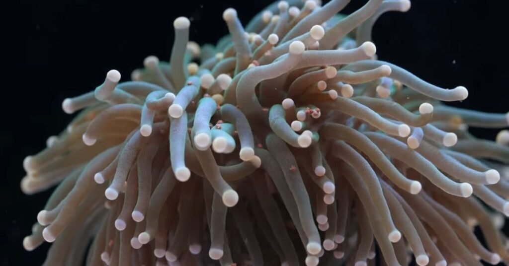 Torch Coral Differences to Other Corals, Lighting, and Feeding