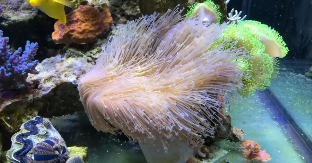 Weeping Willow Leather Coral