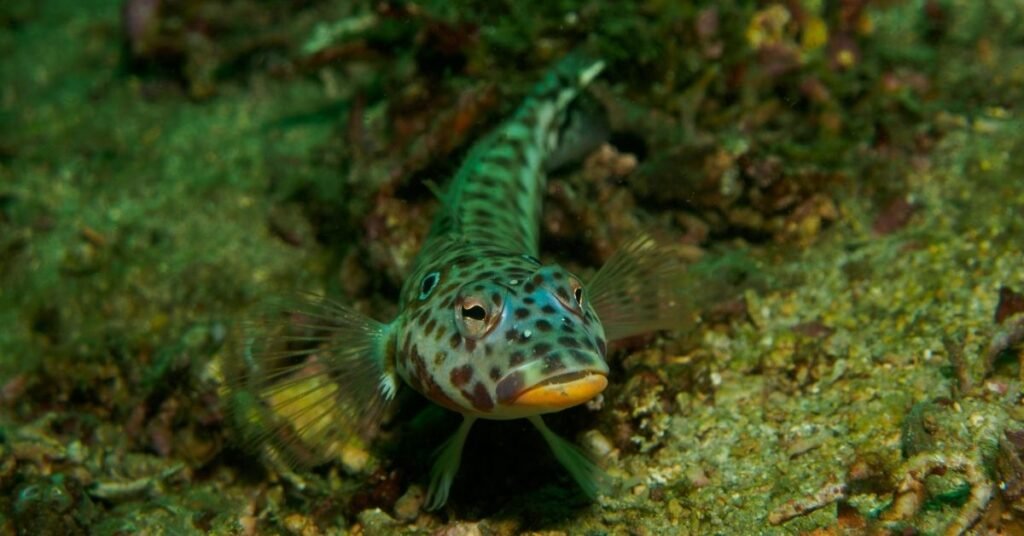 What Do Gobies Eat? Reef Keeping World