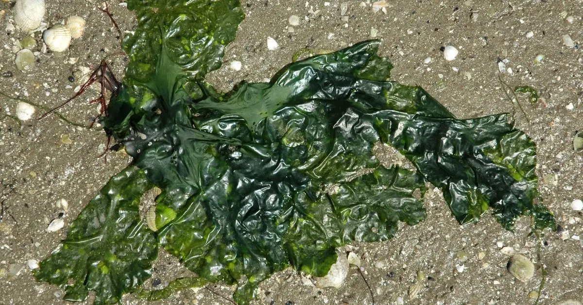 What Eats Sea Lettuce in a Reef Tank?