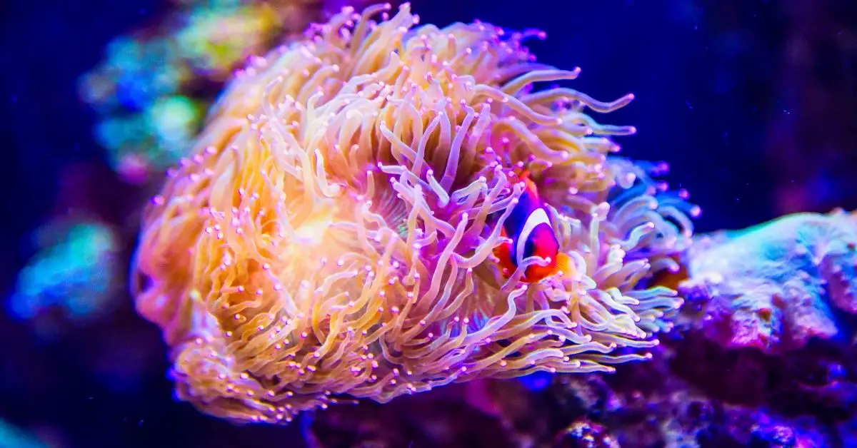 clownfish hosting in elegance coral