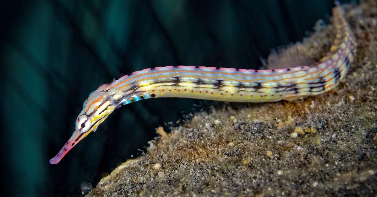 What do dragon face pipefish eat?