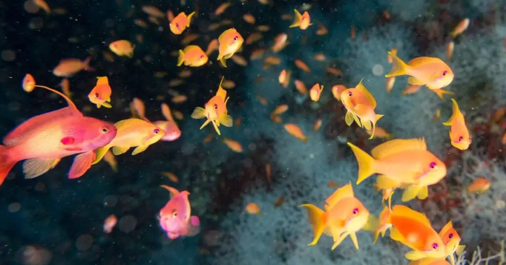 Anthias reef-safe schooling fish