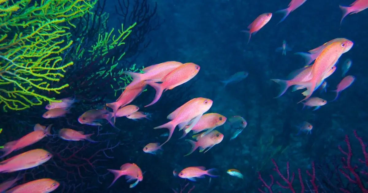 Best Schooling Fish Reef Tank Best schooling fish for saltwater aquariums