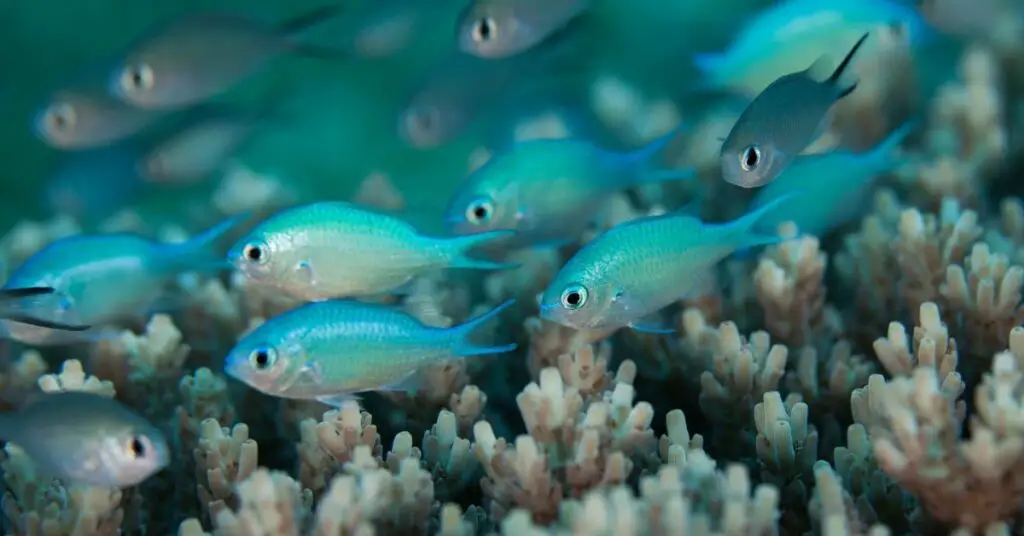 Blue-Green Chromis reef-safe schooling fish