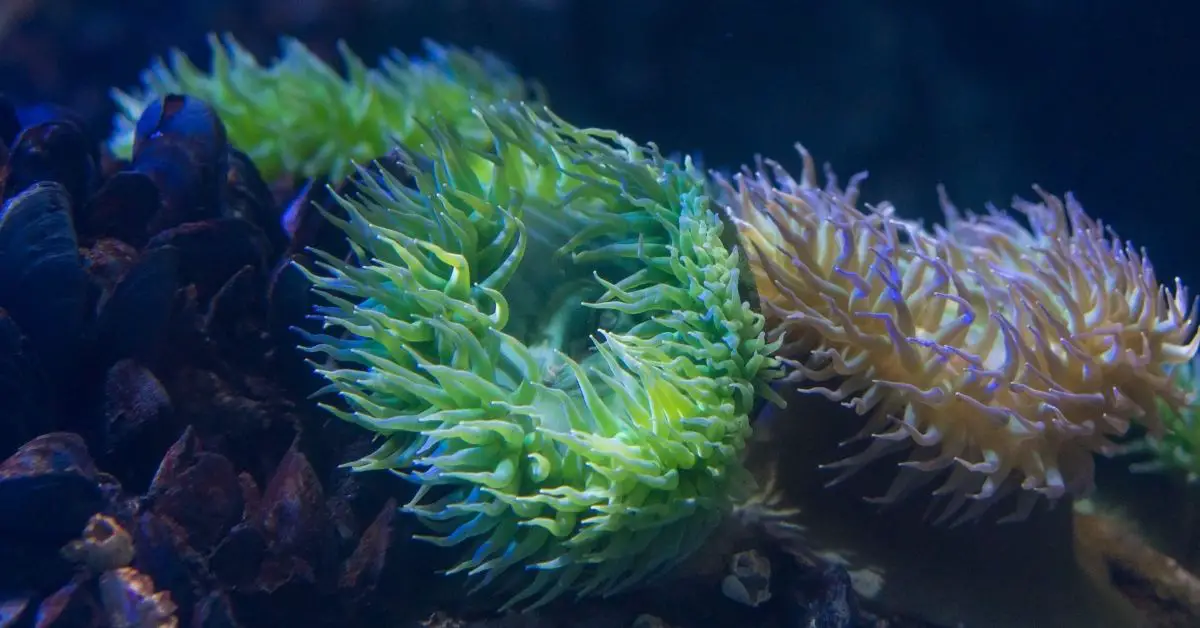 Do Sea Anemones Need Iodine In A Reef Tank?