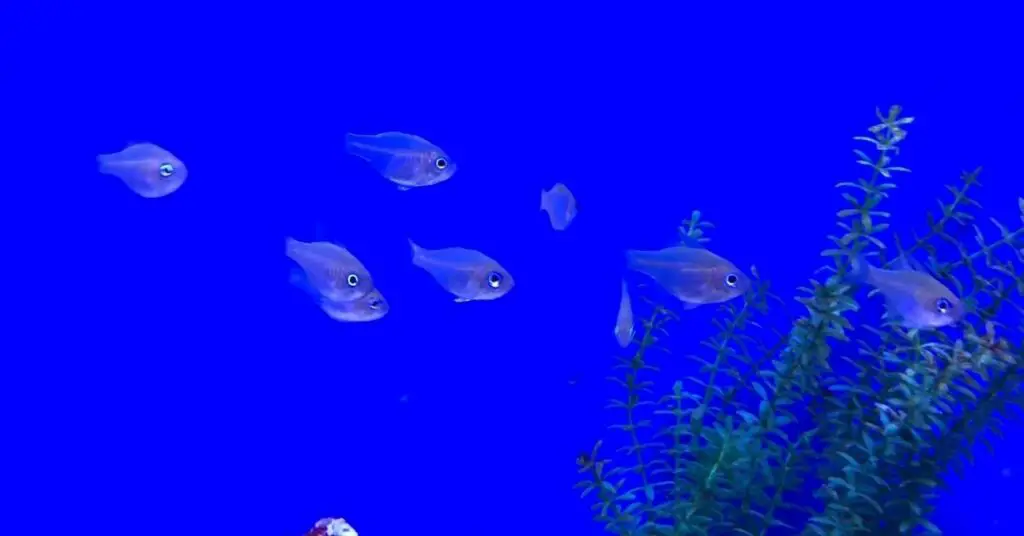 Longspine Cardinalfish reef-safe schooling fish