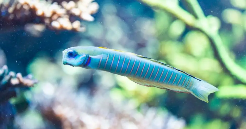 Zebra Dartfish reef-safe schooling fish